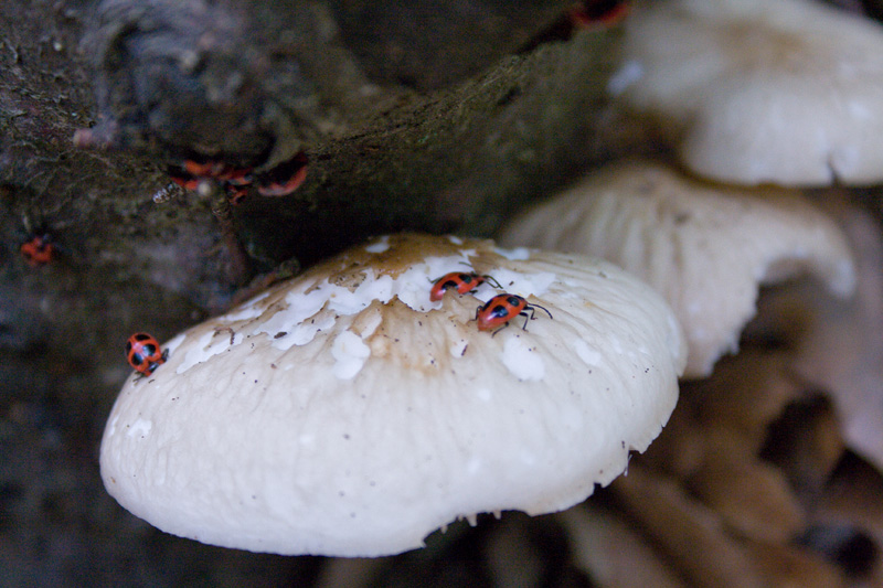Insetti su funghi